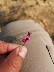 Indigofera burchellii
