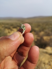Indigofera burchellii