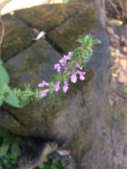 Stachys gilliesii