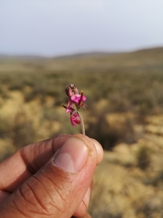 Indigofera burchellii