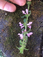 Stachys gilliesii