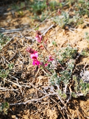 Indigofera burchellii