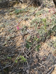 Indigofera burchellii