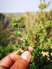 Polhillia involucrata