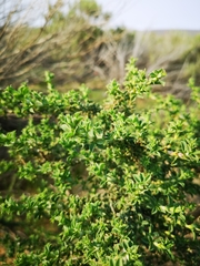 Polhillia involucrata