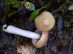 Cortinarius collinitus