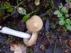 Cortinarius collinitus
