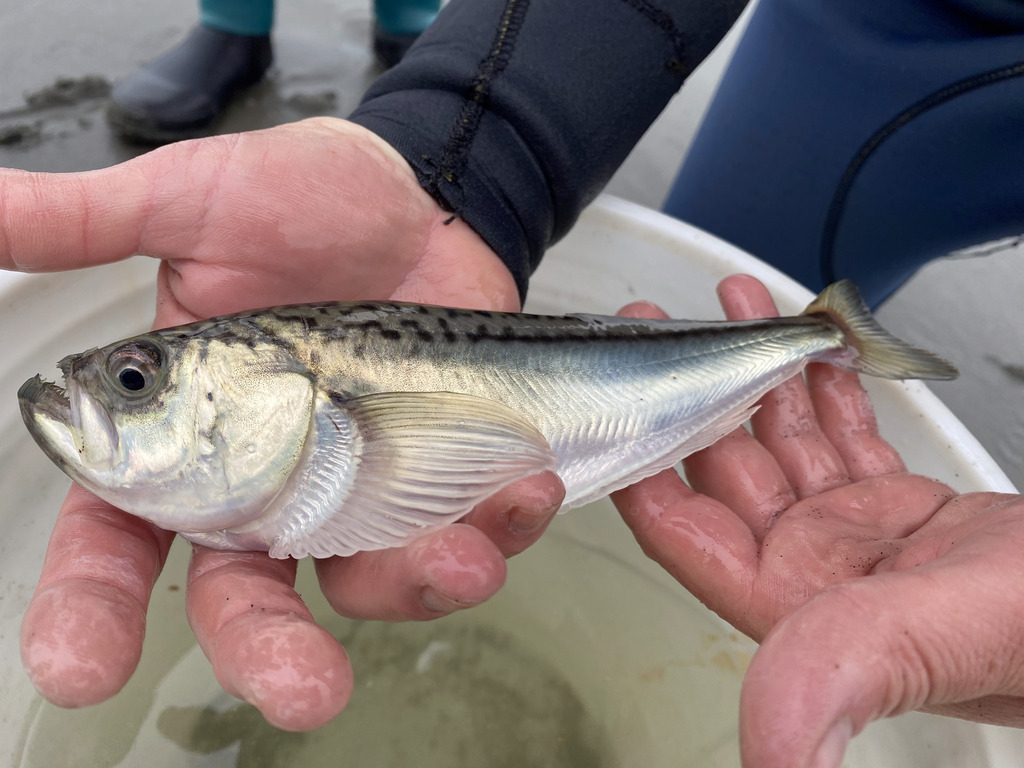 Pacific Sandfishes