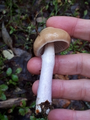 Cortinarius collinitus