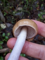 Cortinarius collinitus