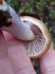 Cortinarius collinitus
