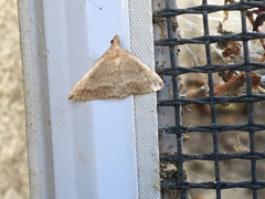 Tetanolita palligera