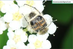 Lasiotrichius succinctus