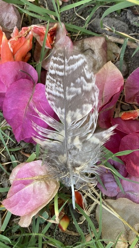 View observation of {o.common_name} on iNaturalist