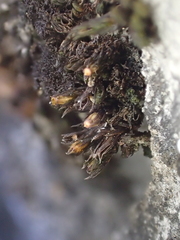 Orthotrichum kellmanii