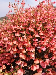 Hermannia grandiflora