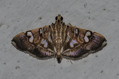 Chabula telphusalis
