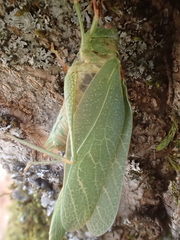 Microcentrum californicum