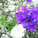 Edraianthus graminifolius - Photo (c) Stefano Doglio, alguns direitos reservados (CC BY-NC), uploaded by Stefano Doglio