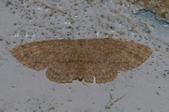 Perixera illepidaria