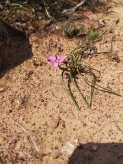 Romulea syringodeoflora