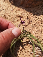 Romulea syringodeoflora