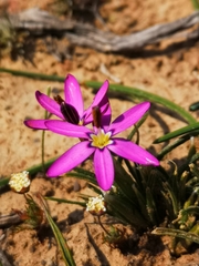 Romulea syringodeoflora