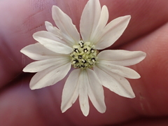 Hemizonia congesta luzulifolia