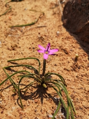 Romulea syringodeoflora