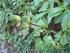 Cardiocrinum cordatum