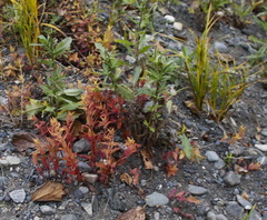 Scutellaria yezoensis