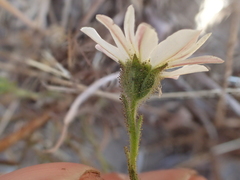 Hemizonia congesta luzulifolia