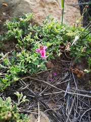 Indigofera meyeriana