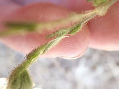 Hemizonia congesta luzulifolia