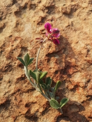 Indigofera meyeriana