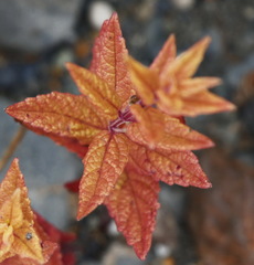 Scutellaria yezoensis