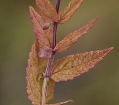 Scutellaria yezoensis