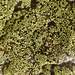 Crescent Map Lichen - Photo (c) Ken Kellman, some rights reserved (CC BY-NC), uploaded by Ken Kellman