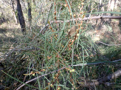 Hakea carinata