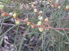 Hakea carinata