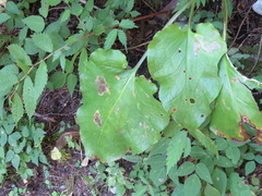 Cardiocrinum cordatum