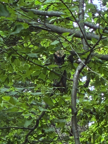 View observation of {o.common_name} on iNaturalist