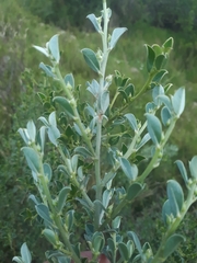 Podalyria microphylla