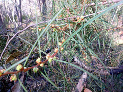 Hakea carinata