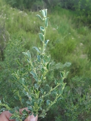 Podalyria microphylla