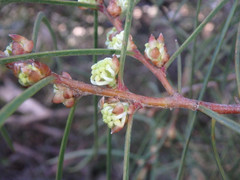 Hakea carinata