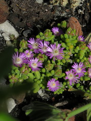 Drosanthemum