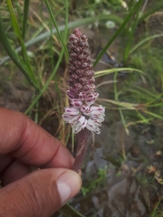 Lachenalia bachmannii