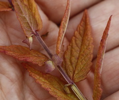 Scutellaria yezoensis