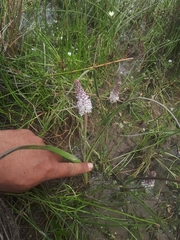Lachenalia bachmannii